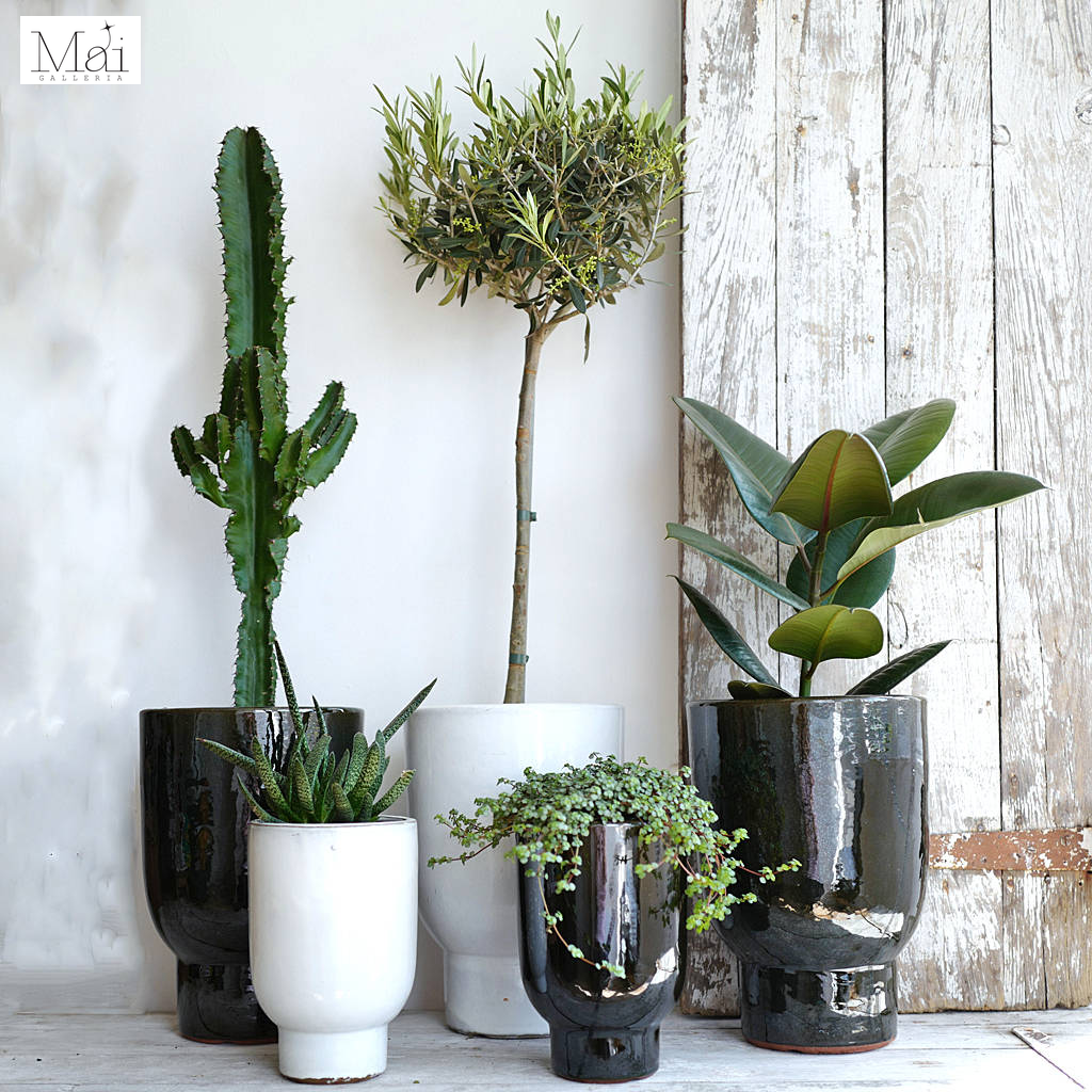 Bring nature indoors with ceramic planters Bring nature indoors with ceramic planters